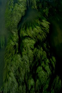 Green Vegetation Tree Forest
