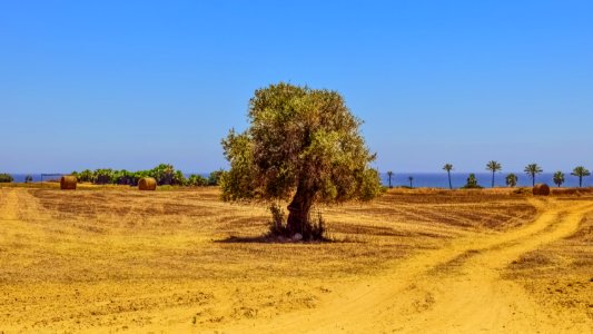 Ecosystem Field Tree Soil