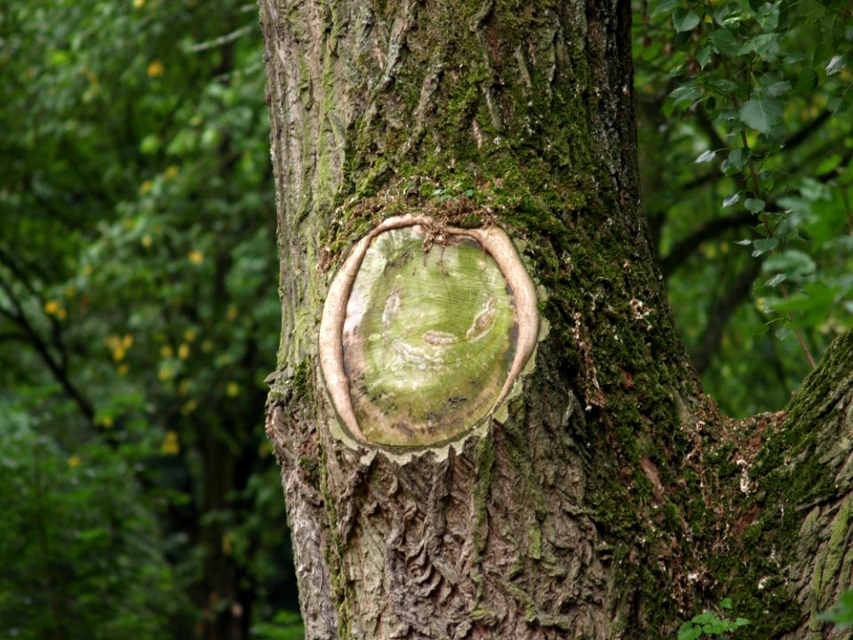 Tree Woodland Vegetation Trunk