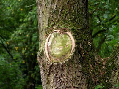 Tree Woodland Vegetation Trunk