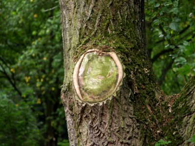 Tree Woodland Vegetation Trunk photo