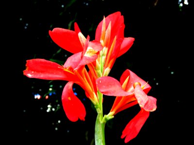 Flower Plant Flora Flowering Plant
