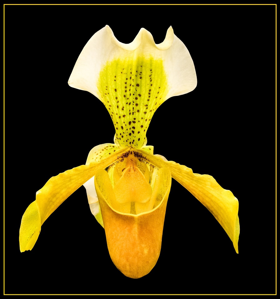 Bloom flower yellow white