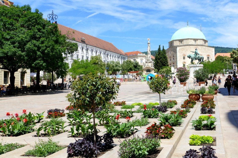 Town Square Tree City Plant
