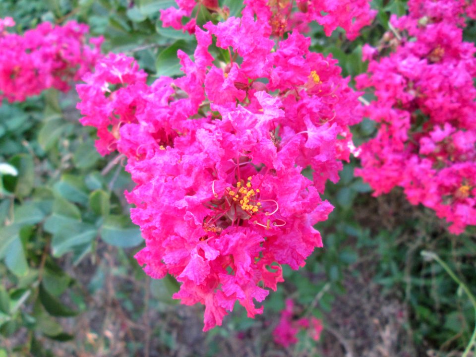 Flower Pink Plant Flora photo