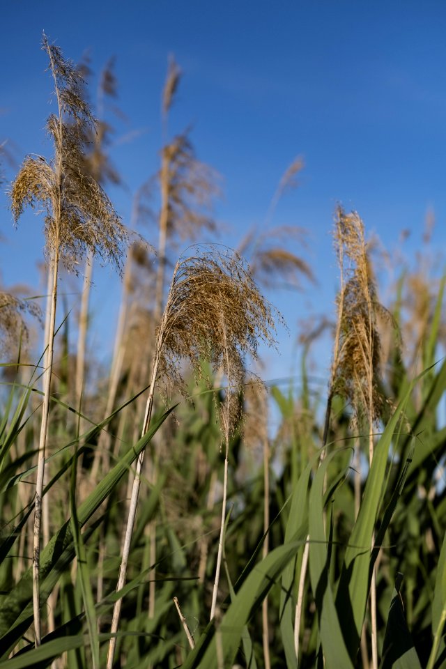 Sky Crop Vegetation Grass Family