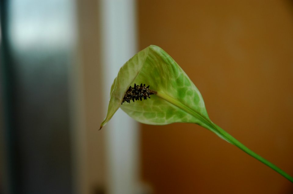 Leaf Flora Plant Stem Insect