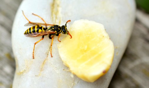 Insect Pest Wasp Invertebrate