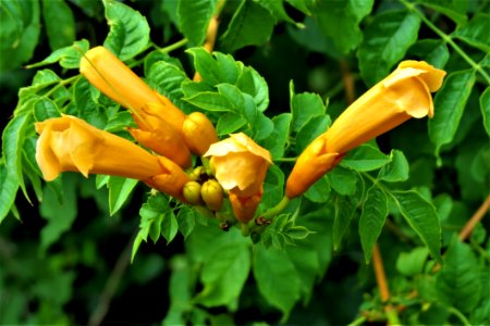 Plant Flower Shrub