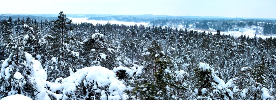 Snow Winter Tree Wilderness