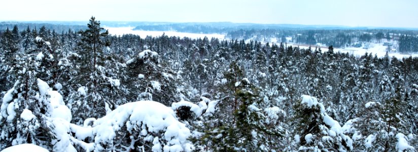 Snow Winter Tree Wilderness photo