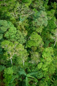 Vegetation Ecosystem Nature Reserve Rainforest