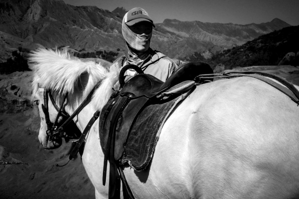Horse White Black Black And White