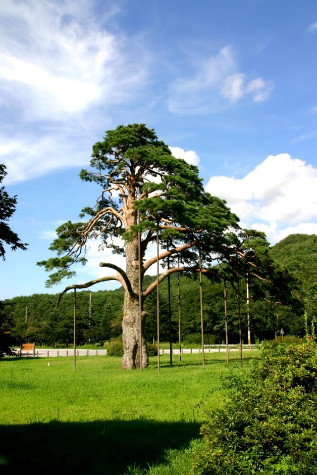 Tree Sky Woody Plant Vegetation