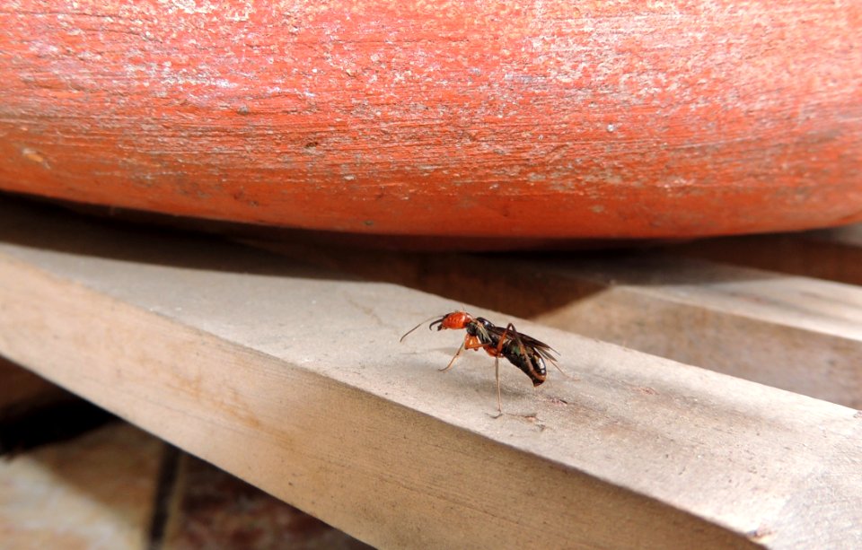 Insect Invertebrate Membrane Winged Insect Pest