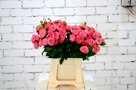 Flower Garden Roses Rose Pink photo