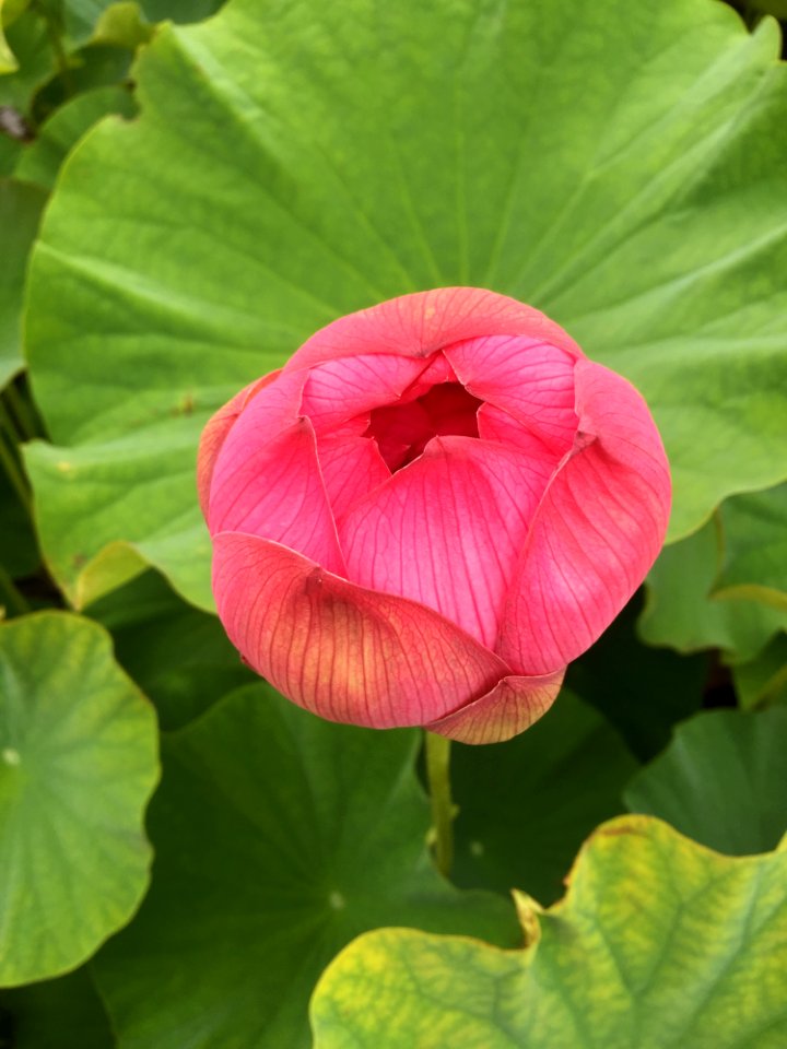 Flower Plant Pink Green