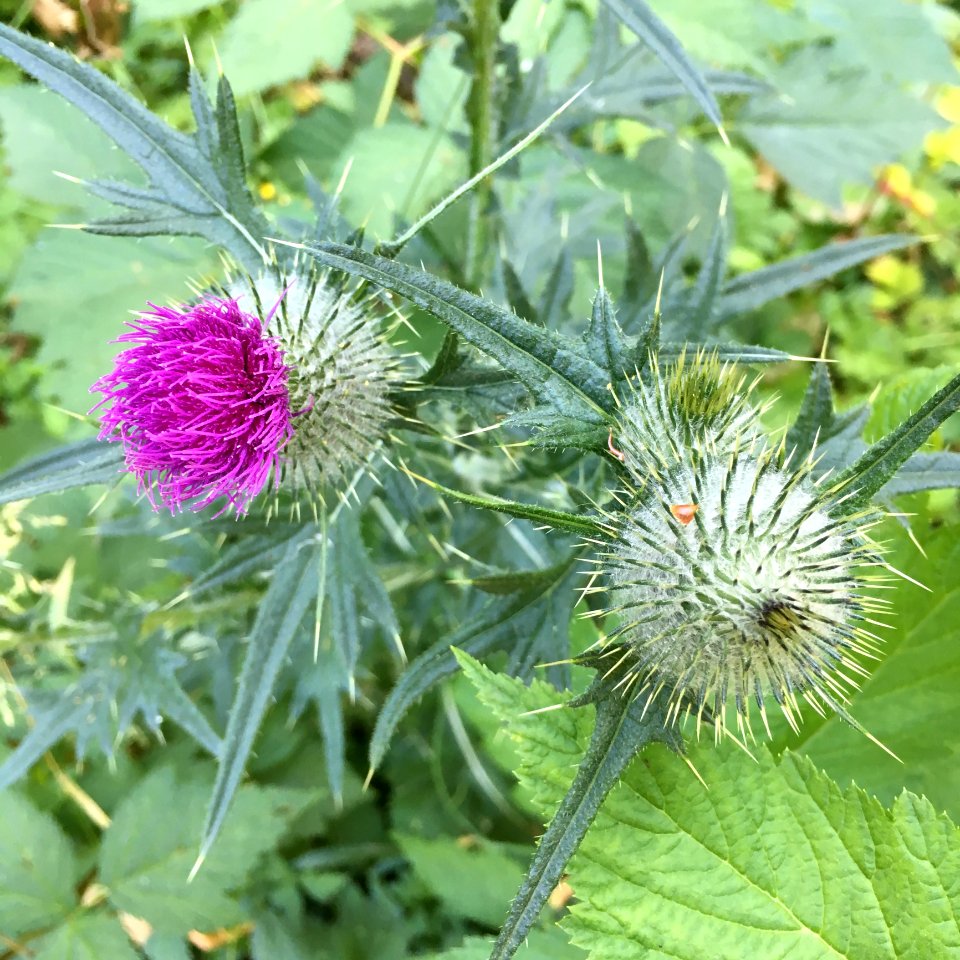 Plant Thistle Silybum Noxious Weed