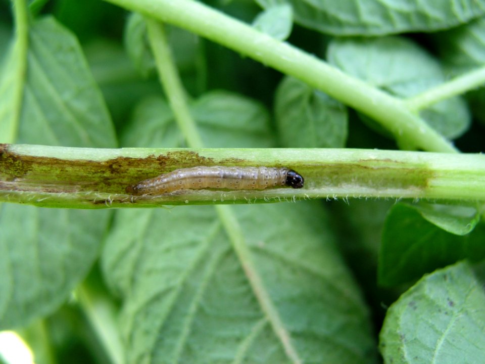 Leaf Plant Stem Insect Plant Pathology