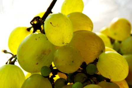 Fruit Grape Grapevine Family Produce
