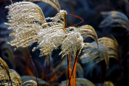 Close Up Macro Photography Grass Family Frost