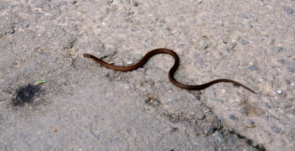 Snake Reptile Scaled Reptile Fauna