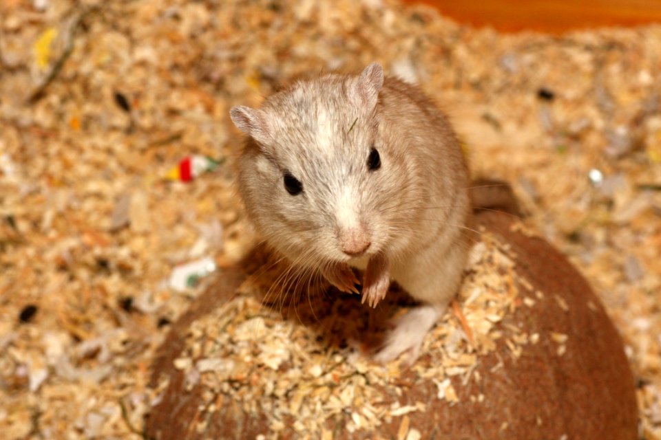 Gerbil Fauna Mammal Mouse
