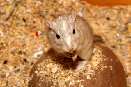Gerbil Fauna Mammal Mouse photo