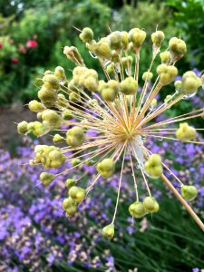 Plant Flora Flower Onion Genus