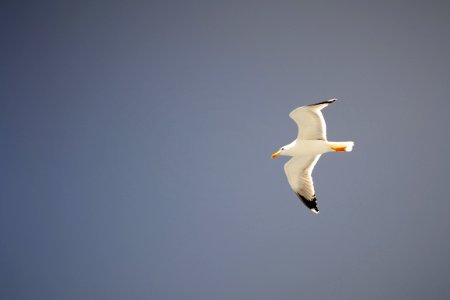 Bird European Herring Gull Gull Seabird photo