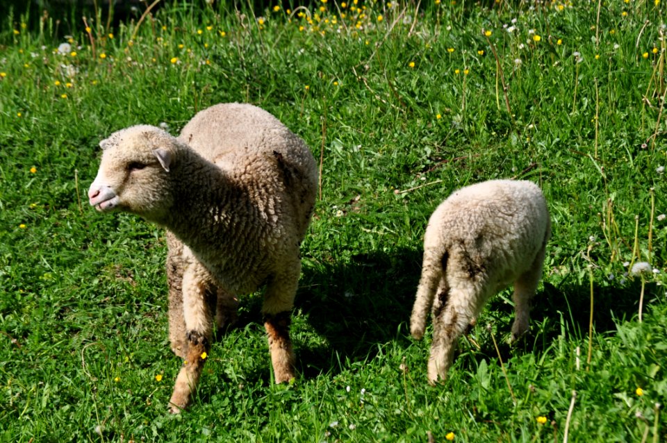 Pasture Grazing Sheep Grassland