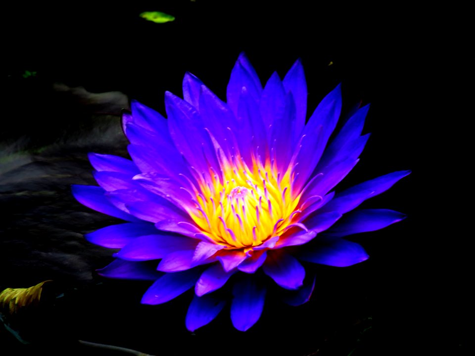Flower Flora Yellow Purple