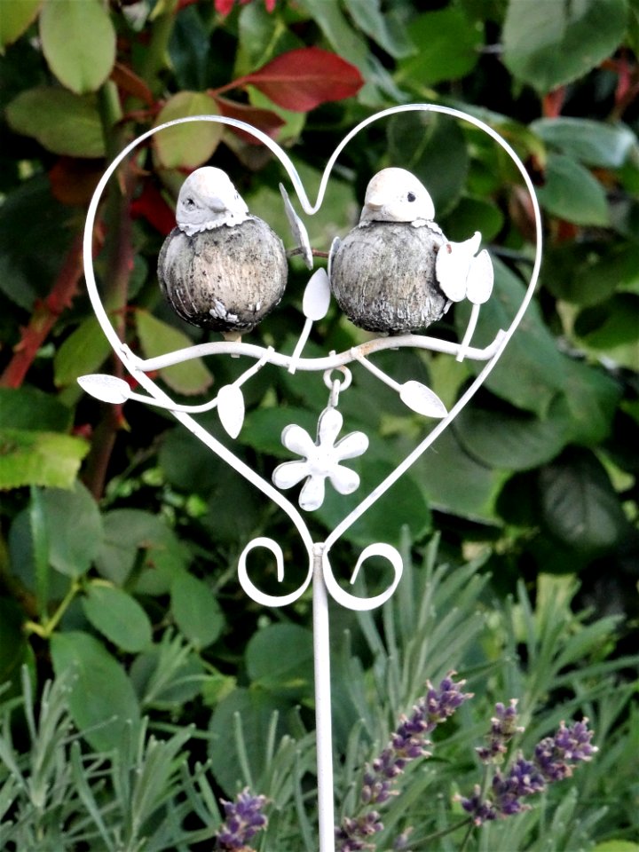 Bird Feeder Plant Flora Bird Food