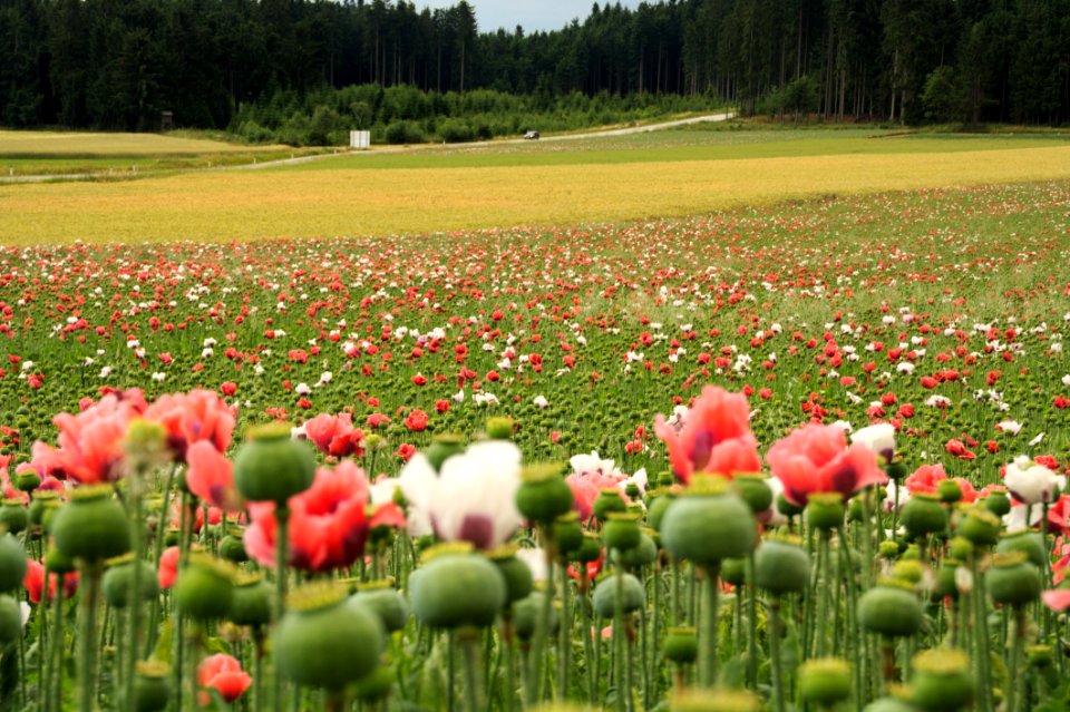 Flower Ecosystem Field Plant