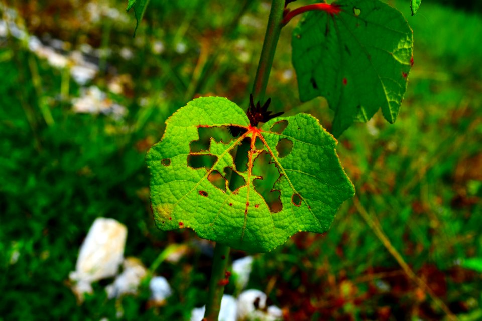 Leaf Vegetation Flora Grass