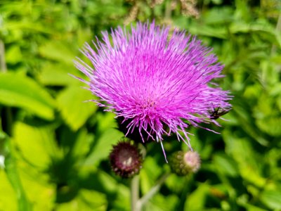 Thistle Silybum Flower Plant