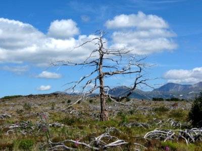 Tree Ecosystem Sky Vegetation photo