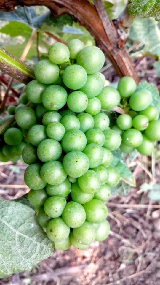 Fruit Grape Grapevine Family Seedless Fruit