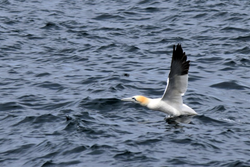 Bird Water Seabird Gull