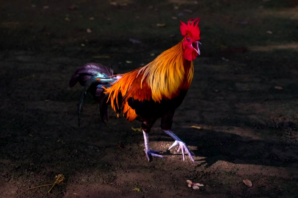 Chicken Rooster Galliformes Beak