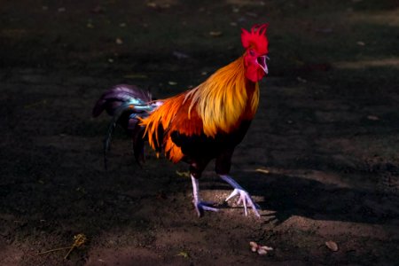 Chicken Rooster Galliformes Beak photo
