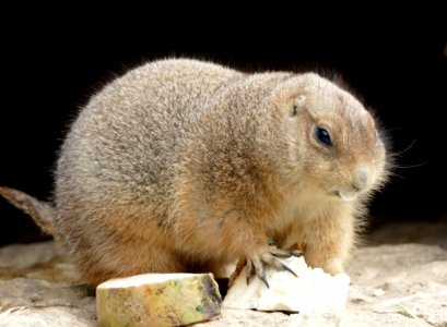 Fauna Mammal Prairie Dog Rodent