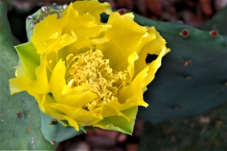 Yellow Prickly Pear Eastern Prickly Pear Plant photo