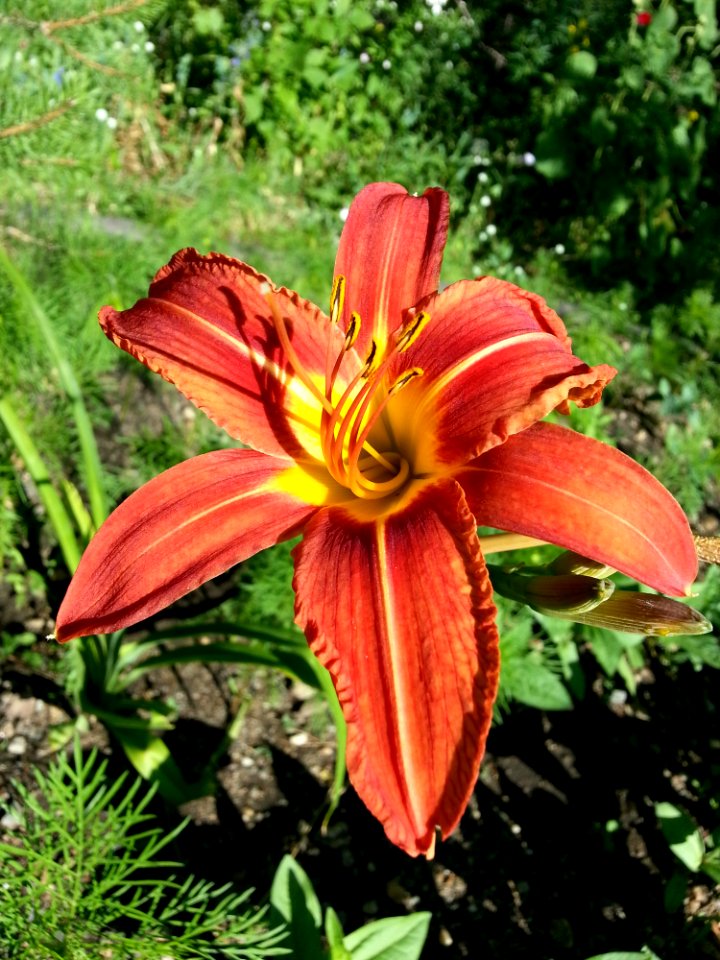 Lily Flower Daylily Flora