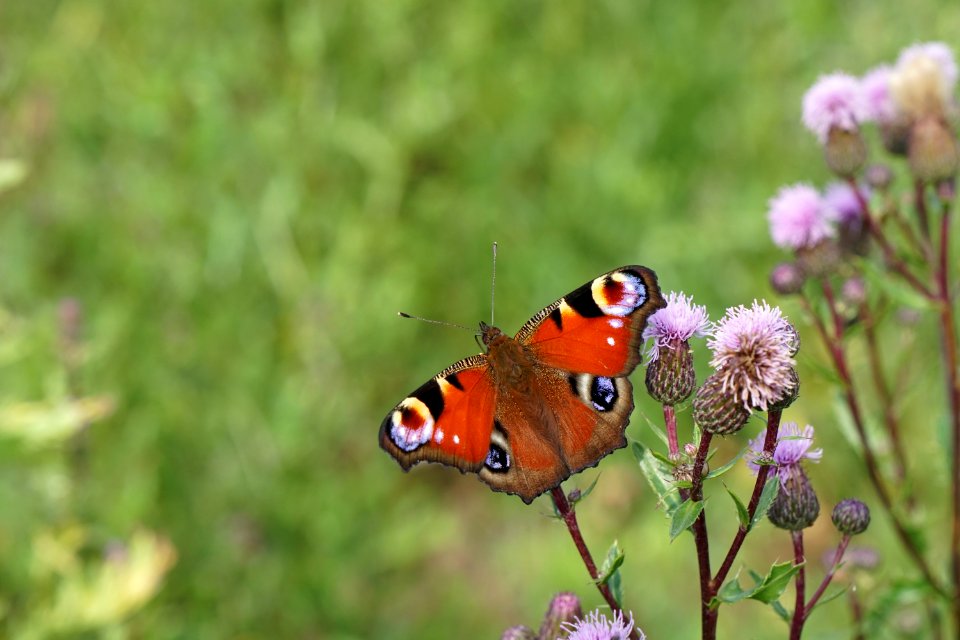 Butterfly Insect Moths And Butterflies Brush Footed Butterfly photo