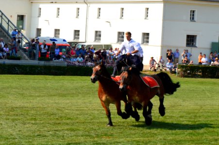 Horse Equestrianism Jockey Horse Like Mammal