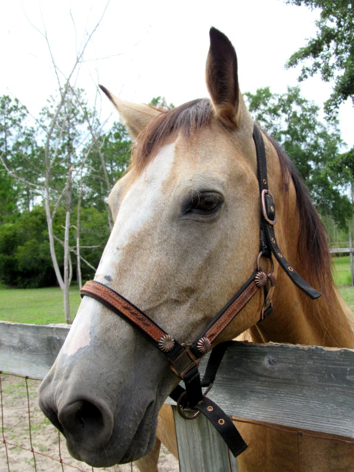 Halter Horse Bridle Horse Tack
