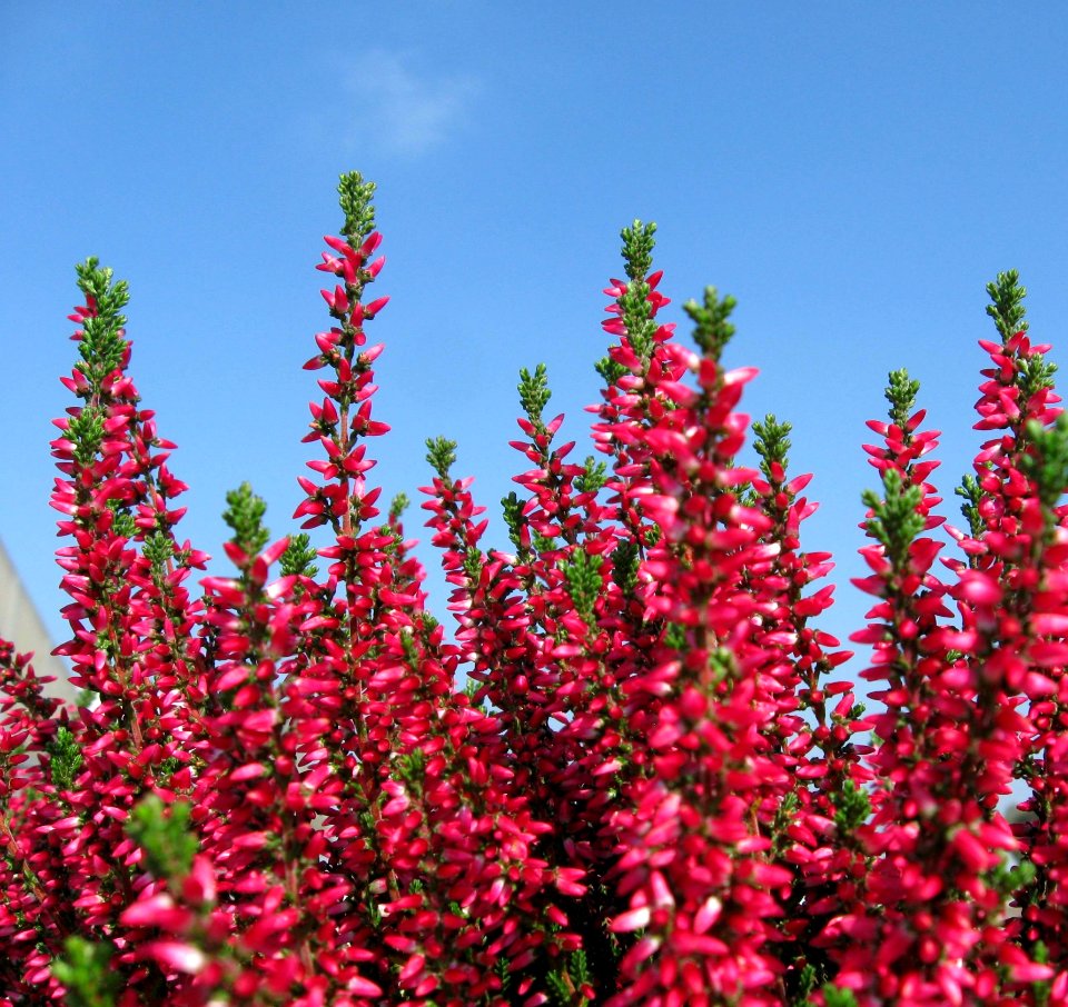 Plant Flower Digitalis Shrub