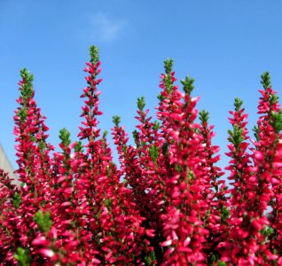 Plant Flower Digitalis Shrub