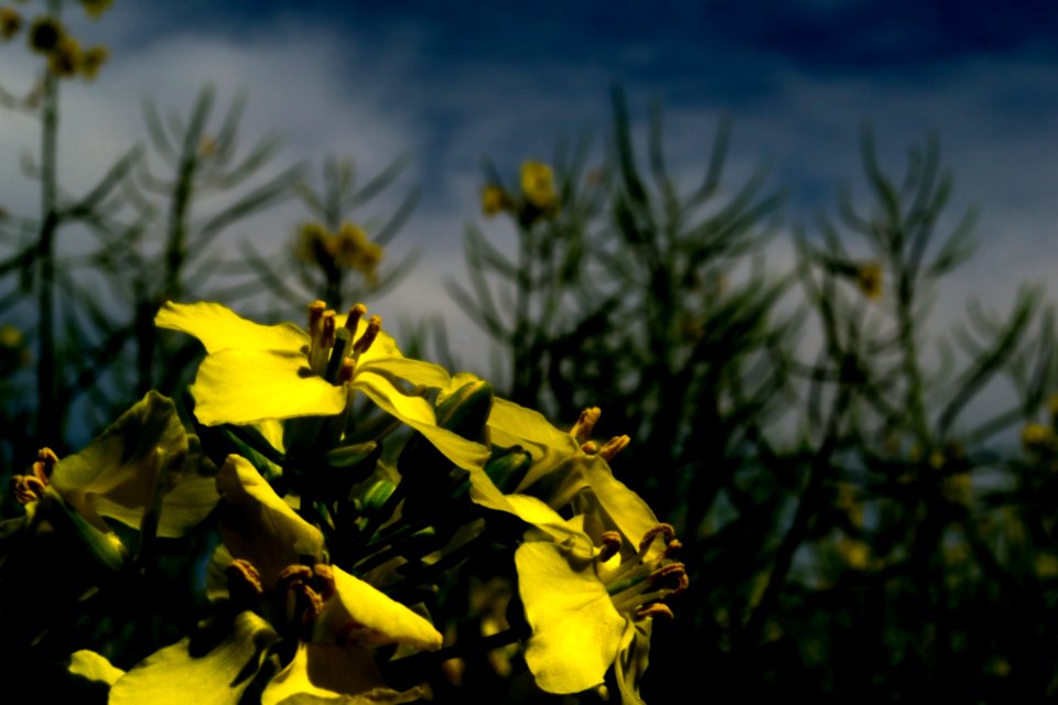 Yellow Flower Flora Plant